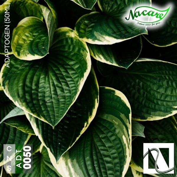 Adaptogen (50ml) Adaptogen (50ml)
